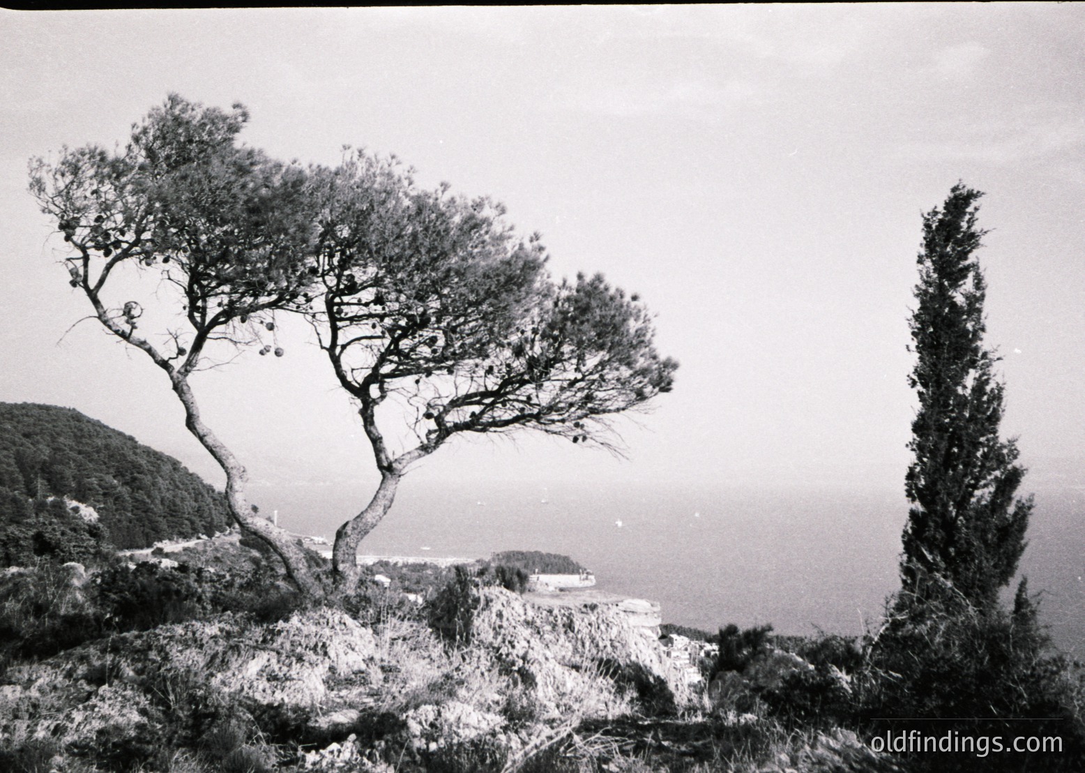 Black-and-white coastal landscape featuring two distinct trees on rocky terrain. The left tree has a gnarled, windswept form with sparse foliage, while the right is a tall, slender cypress. Ocean and distant landmass visible in background, suggesting Mediterranean or similar coastal geography. Likely mid-20th century due to monochrome and composition style.