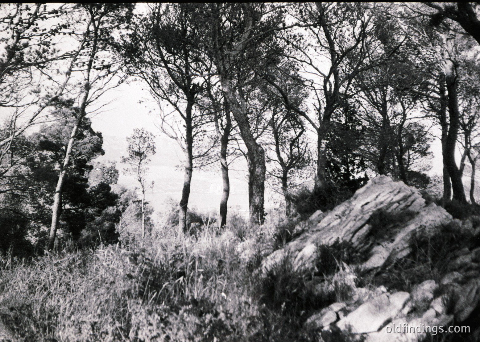 Monochrome forest scene with sparse trees and rocky terrain, evoking mid-20th century documentary style. Dense foliage frames a large boulder in foreground, suggesting rugged wilderness. High-contrast lighting enhances texture.