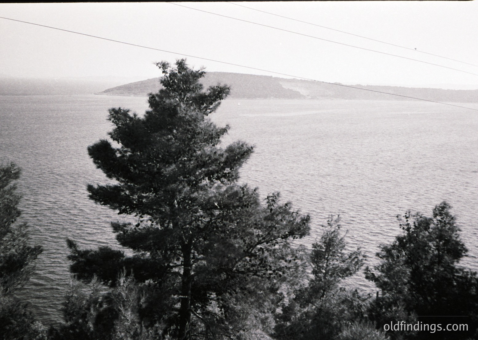 Black-and-white coastal scene featuring a prominent evergreen tree in foreground, framing a calm sea and distant rocky island. Mid-20th century aesthetic with visible power lines.