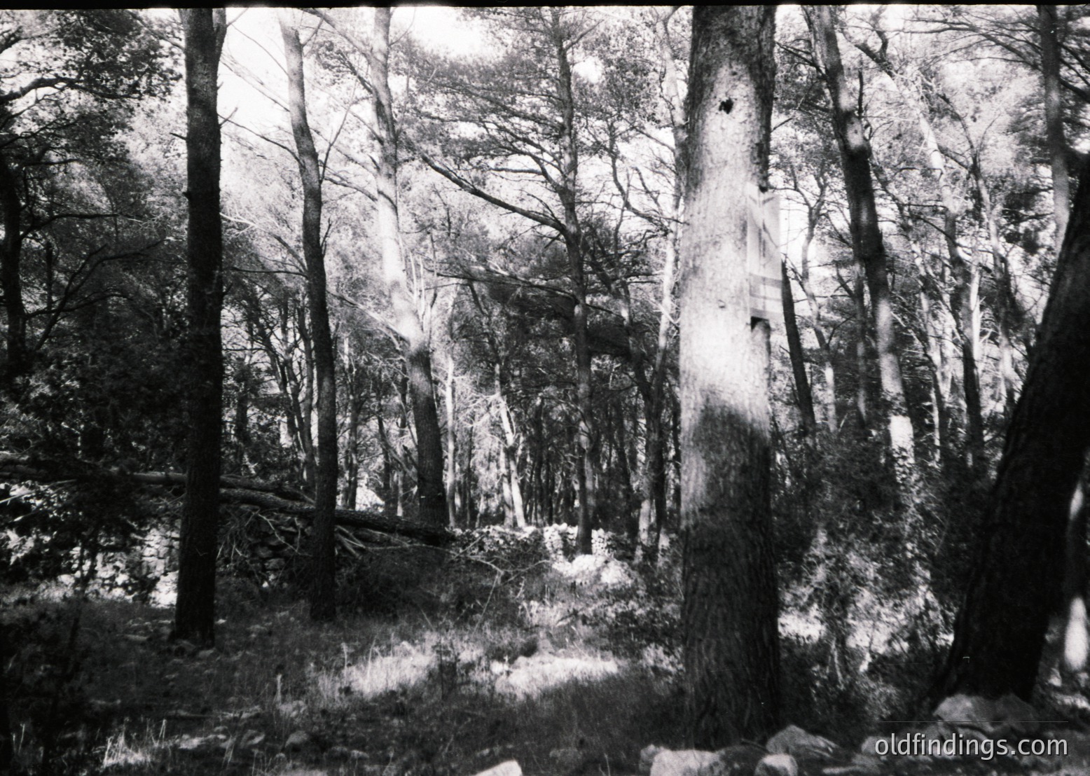 Tall, leafless trees dominate this high-contrast black-and-white forest scene, with sunlight filtering through gaps to illuminate the ground. The dense canopy and uneven terrain suggest a mature woodland, possibly in a temperate climate. The grainy texture and lighting hint at mid-20th century photography.