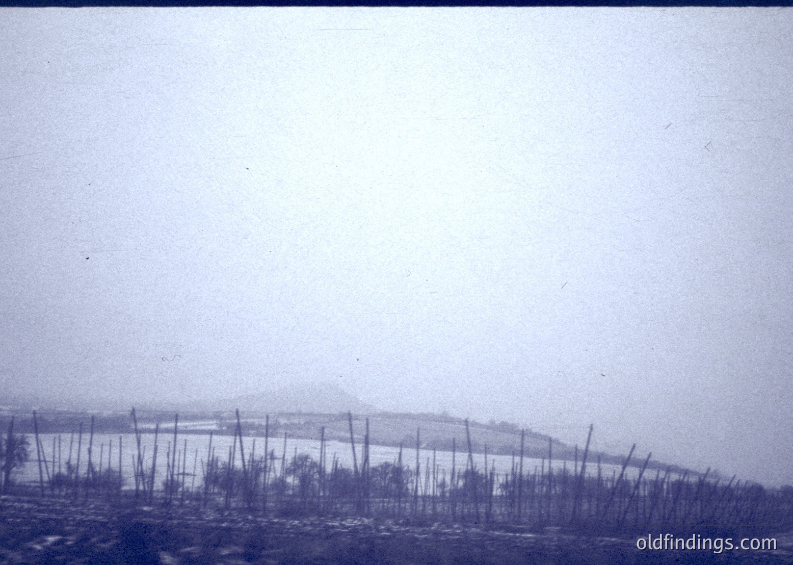 Vintage black-and-white photo of mist-covered vineyard rows with barbed wire fencing, likely Eastern Europe, 1950s-1970s. Dense fog obscures distant landscape, emphasizing industrial agricultural practices.