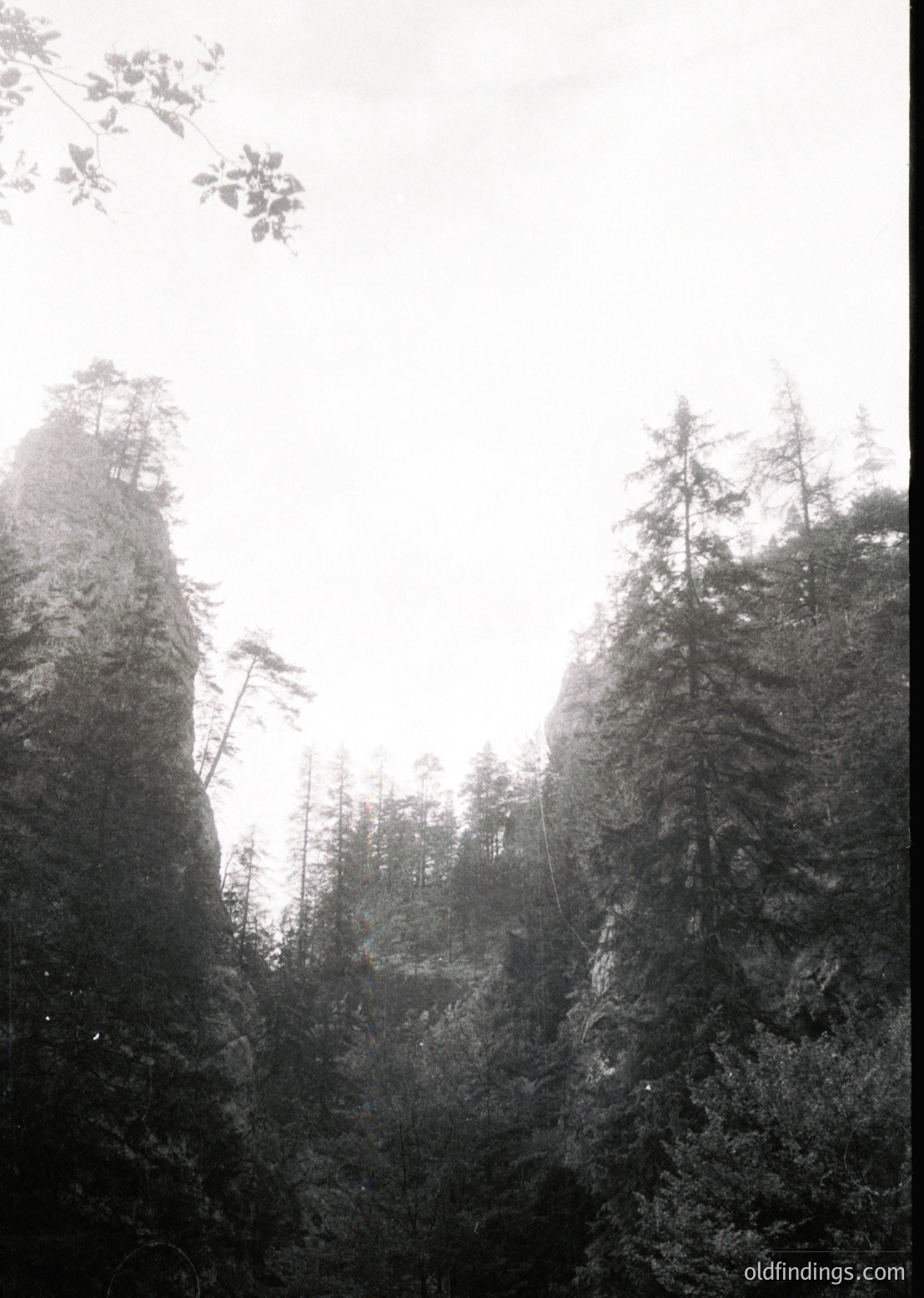 Misty alpine forest with dense coniferous trees framing rocky peaks under overcast skies. Dramatic vertical composition highlights rugged terrain and misty atmosphere. Likely European alpine region, mid-20th century black-and-white photography.