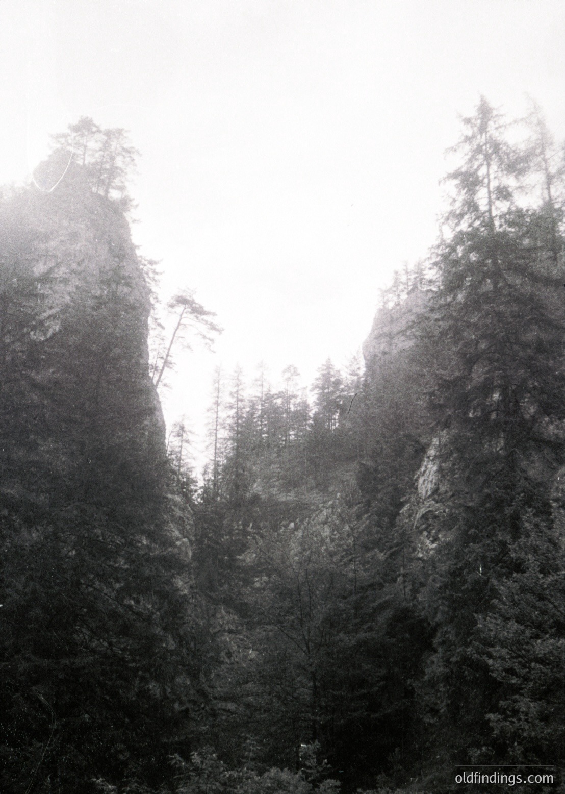 Misty alpine forest with dense coniferous trees framing rocky peaks. Dramatic monochrome lighting enhances texture and depth. Ideal for nature, travel, and atmospheric photography.