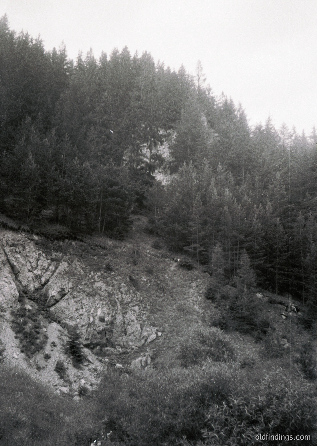 Misty alpine forest with dense coniferous trees framing a rocky, eroded hillside. Fog obscures distant treeline, enhancing depth. Black-and-white composition highlights texture in bark, rocks, and foliage.