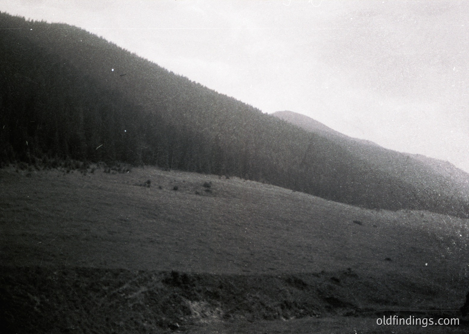 Black-and-white landscape featuring a forested hillside transitioning into a rocky, barren slope. Dense pine trees dominate the upper terrain, while the lower area appears eroded with sparse vegetation. Likely mid-20th century due to grainy texture and monochrome style.