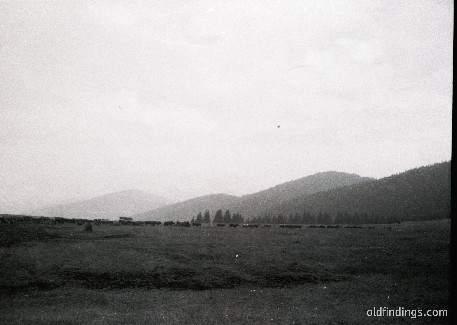 Vintage black-and-white pastoral scene featuring a herd of cattle grazing in an open field, bordered by dense forest and rolling hills. Likely mid-20th century rural landscape, evoking agricultural heritage.