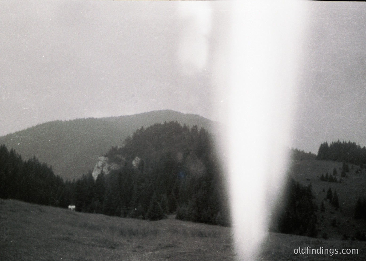 Vintage black-and-white shot of rugged alpine terrain with dense coniferous forests clinging to steep slopes. A lone cow grazes in the foreground, suggesting pastoral use. Light flares obscure part of the frame, adding a nostalgic filter. Likely mid-20th century European mountain region.