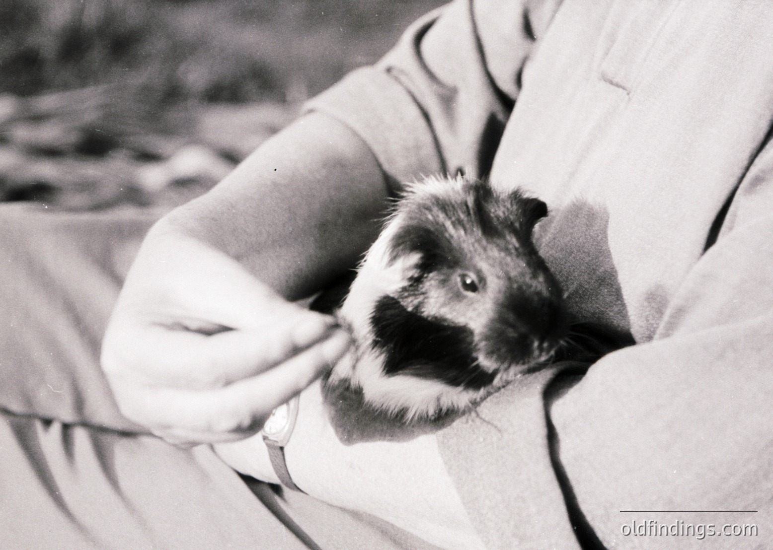 A close-up black-and-white shot of a small, curly-haired dog being gently held by a person’s hand, appearing relaxed and curious. The dog’s fur and expressive eyes dominate the frame, suggesting a candid, intimate moment.
