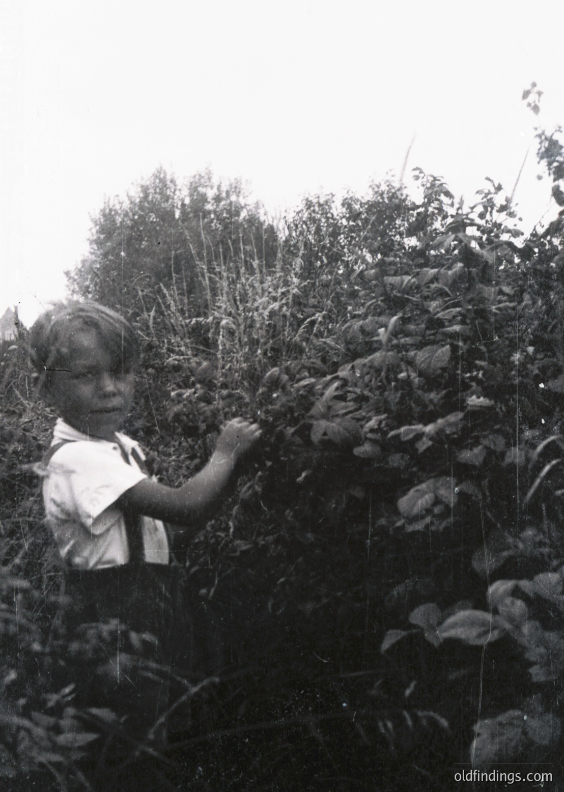 Mid-20th century black-and-white photo of a young boy in a rural setting, harvesting or pruning leafy plants. He wears a short-sleeved button-up shirt and dark pants, typical of mid-century farmwear. Dense foliage surrounds him, suggesting agricultural activity. Likely Eastern European or Soviet-era rural life, 1950s–1960s.