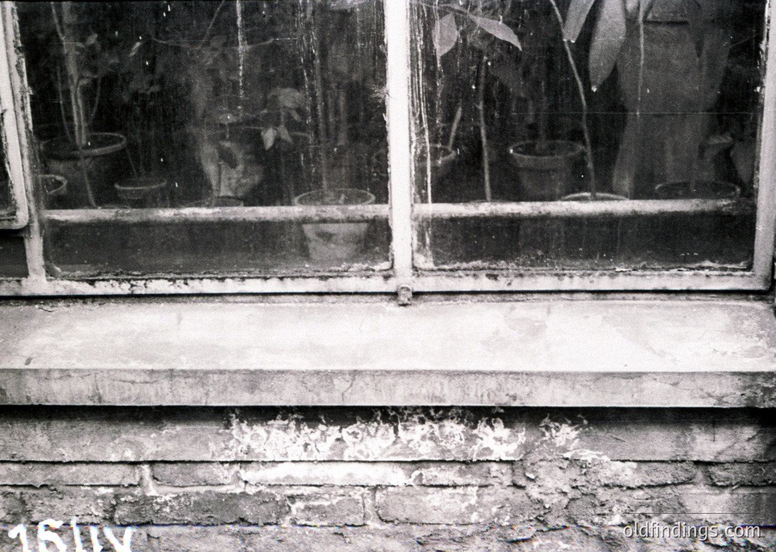 Dilapidated brick exterior with aged double-pane windows showing cracked glass and embedded potted plants. Reflections reveal overgrown foliage and peeling paint. Likely mid-20th century residential architecture.