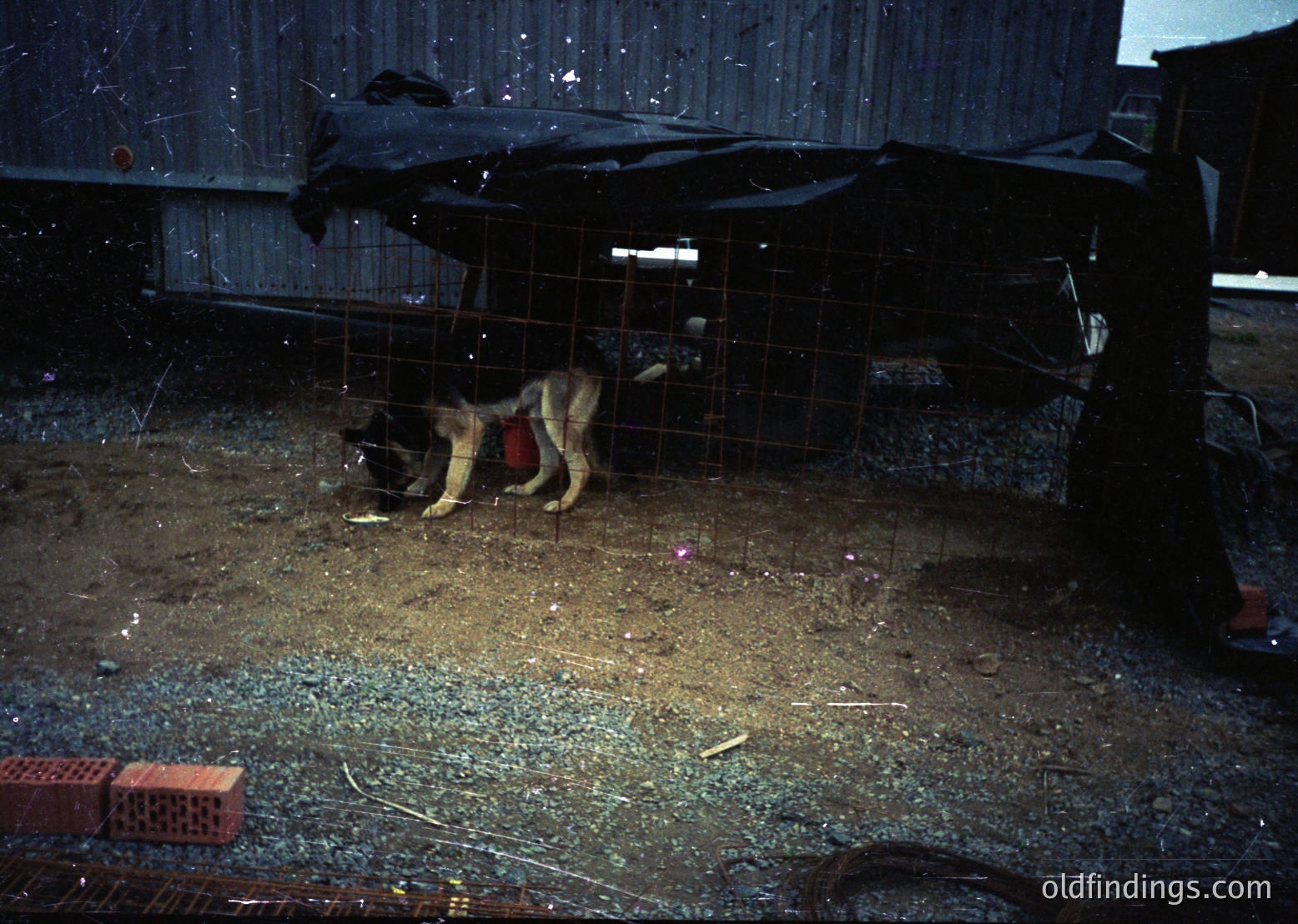 Vintage black-and-white photo of a dog in a confined metal cage, likely a shelter or transit area. The dog wears a red collar and appears malnourished. Broken bricks and debris litter the ground, suggesting neglect or abandonment. Overhead, a tarp and rusted metal framework indicate a makeshift structure.