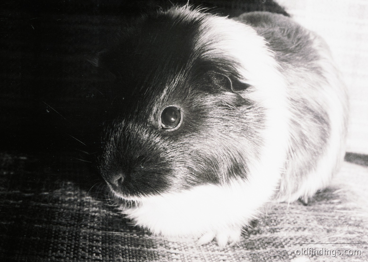 Black-and-white portrait of a guinea pig with dense, contrasting fur—dark patches on its back and sides, white underbelly and face. Soft, expressive eyes and a neutral expression. Likely mid-20th century pet photography style.