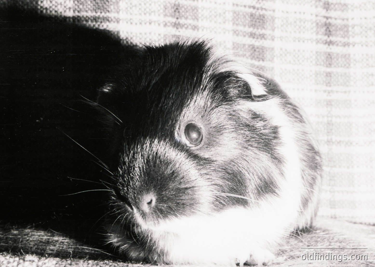 Black-and-white portrait of a guinea pig with dense fur, resting on a textured surface. The animal’s coat features a mix of dark and light patches, and its ears are upright. Likely mid-20th century home setting.