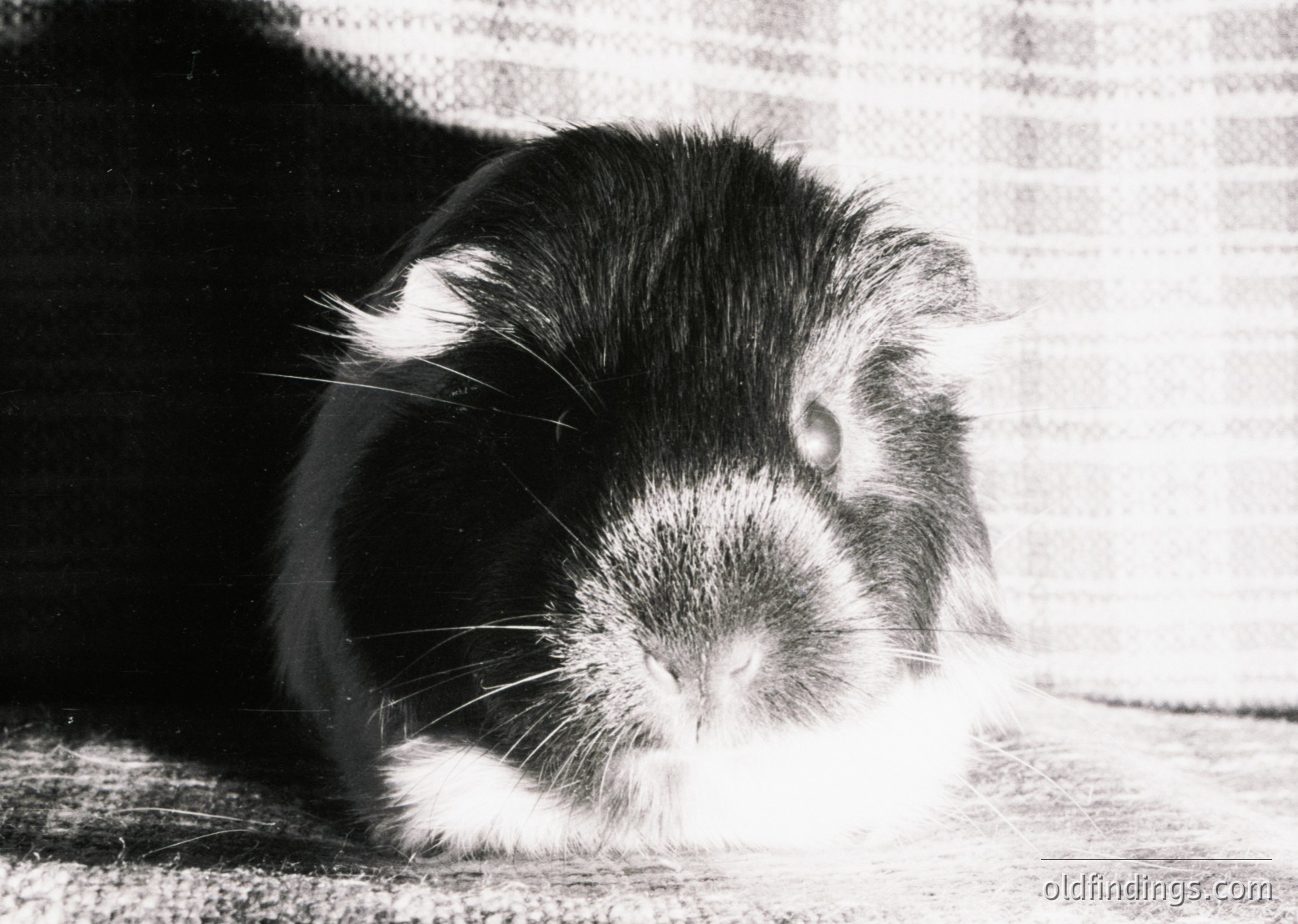 Black-and-white portrait of a kitten with striking white facial markings, curled in repose on a textured surface. Soft fur contrasts with sharp whiskers and expressive eyes. Timeless composition ideal for vintage or pet-themed content.