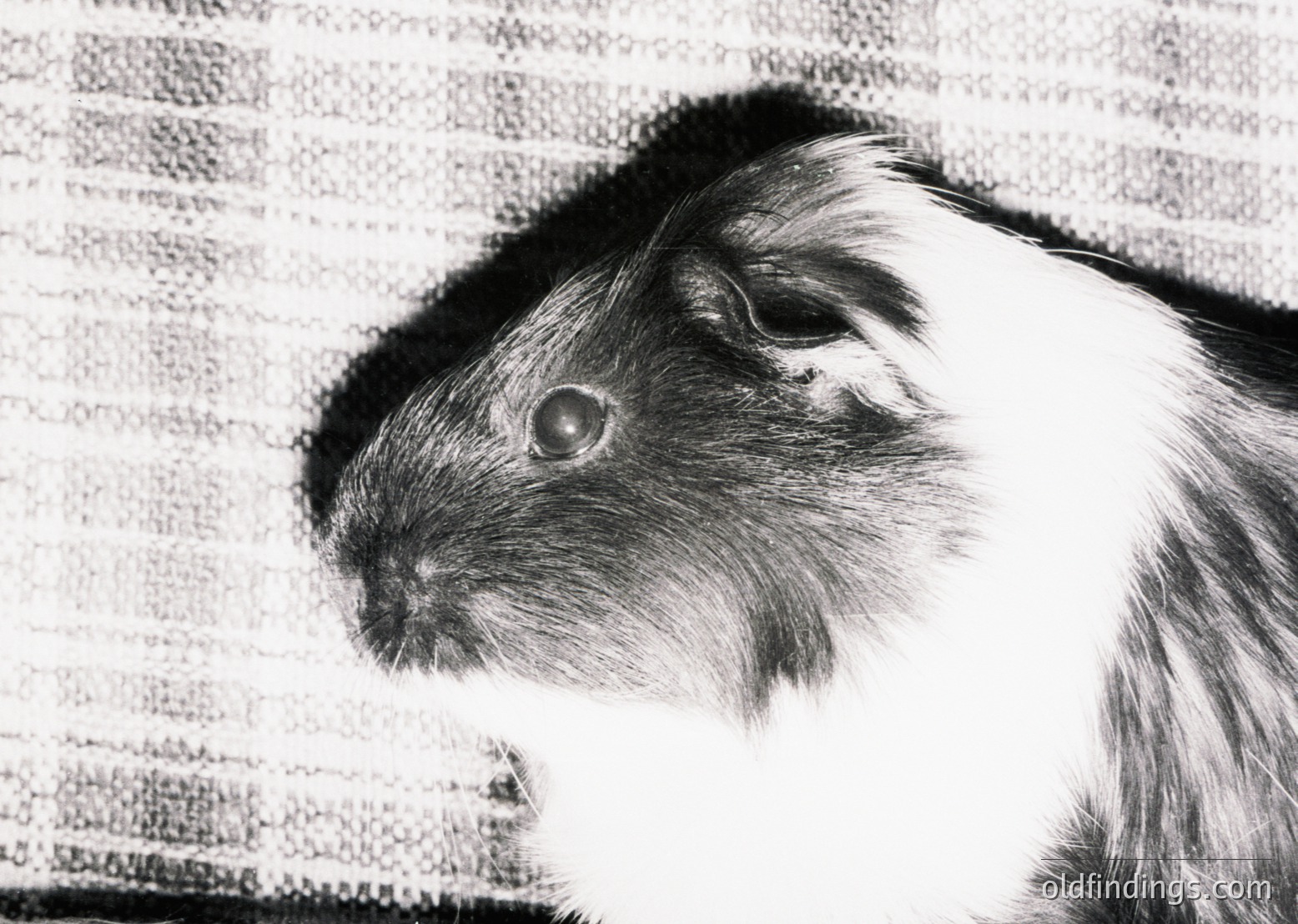 Black-and-white close-up of a guinea pig with expressive, forward-facing eyes and dense fur, set against a textured wall. High-contrast monochrome enhances fur details and facial expression. Ideal for pet content or animal studies.