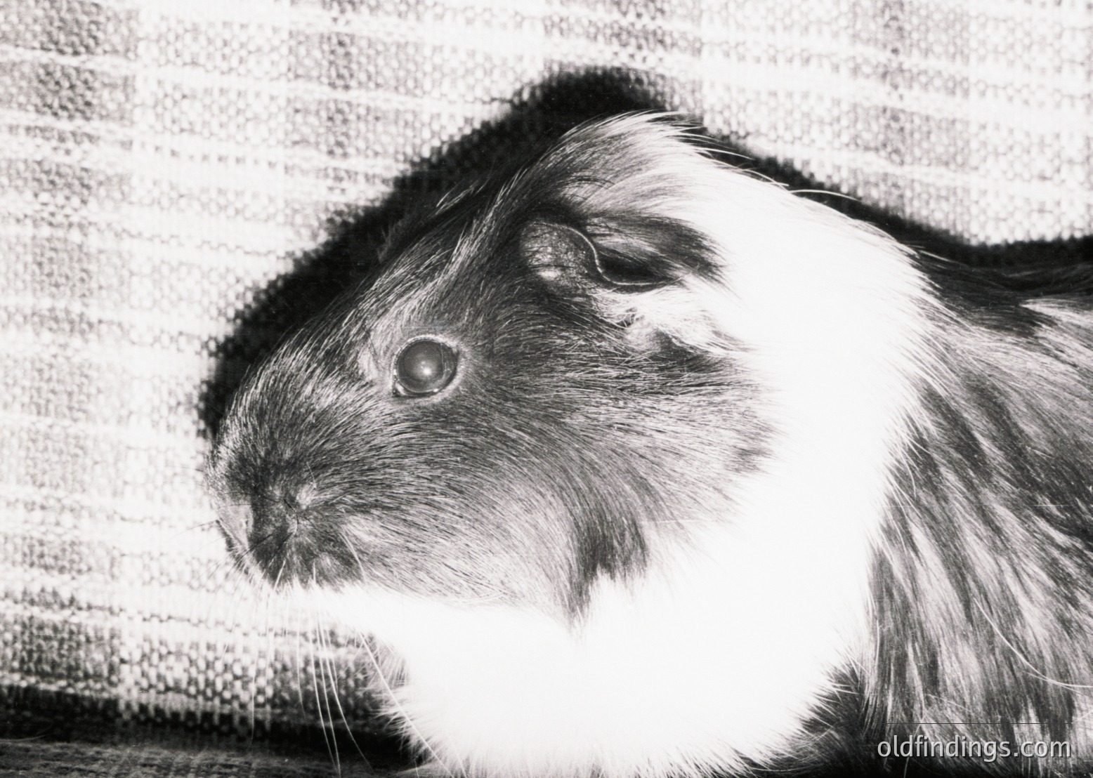 Close-up of a guinea pig with dense, contrasting white and dark fur, set against a textured, neutral background. High-contrast black-and-white composition highlights fur texture and expressive eyes. Ideal for pet content, animal studies, or vintage-style design references.