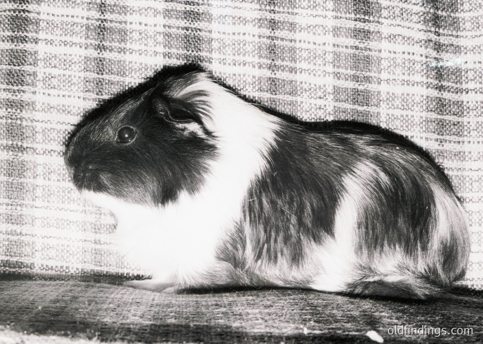 Black-and-white guinea pig with distinctive patchwork fur (dark patches on white) sits on a textured surface. Classic mid-century black-and-white photography style. Ideal for vintage-themed or pet content.