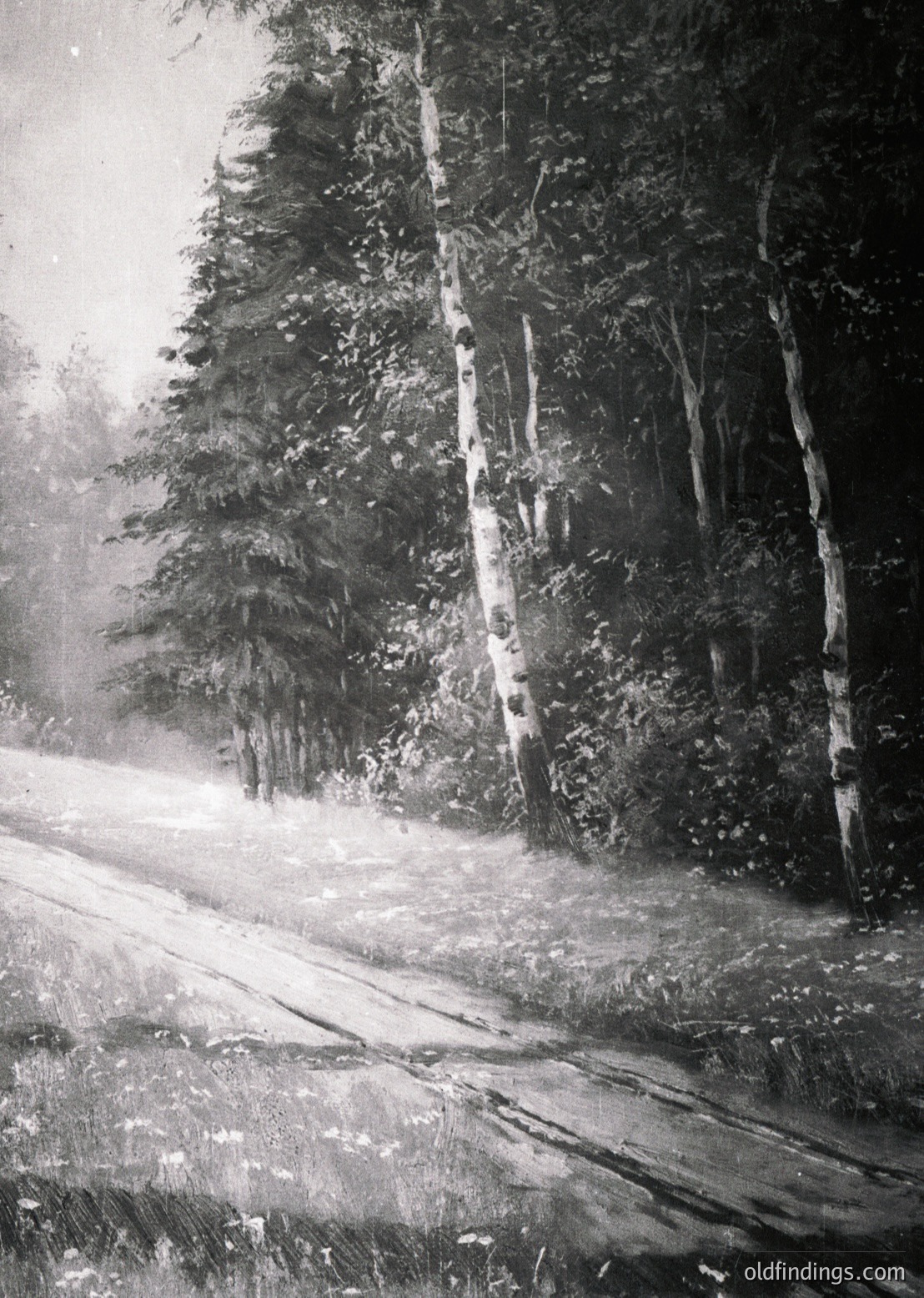 Monochrome forest road scene with snow-covered pine trees lining both sides. Light filters through branches, illuminating the snow-dusted path.