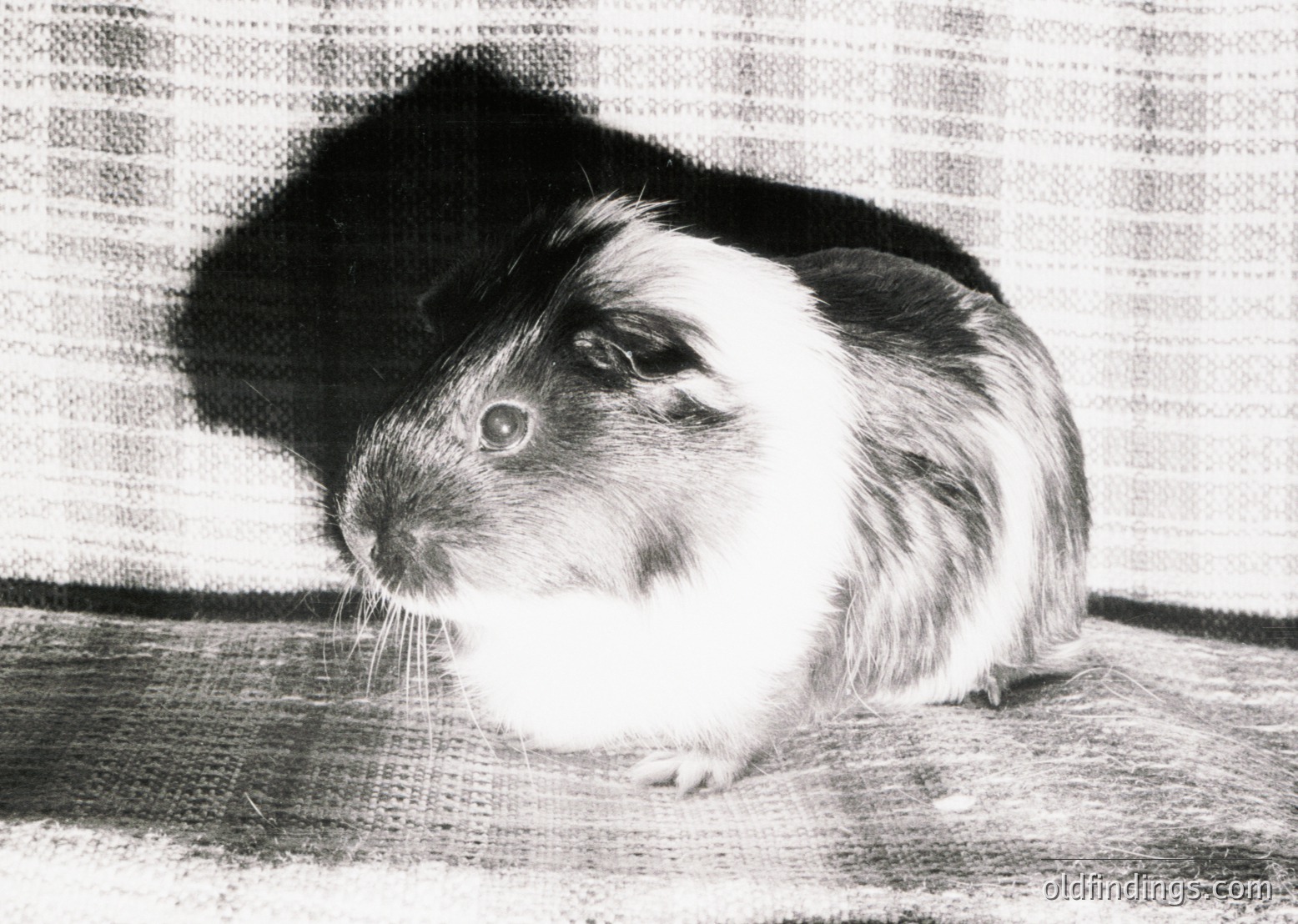 Black-and-white sketch of a guinea pig with distinct white and dark fur markings, resting on a textured surface. The animal’s alert expression and detailed fur texture highlight its expressive features. Ideal for vintage illustration or pet-themed projects.