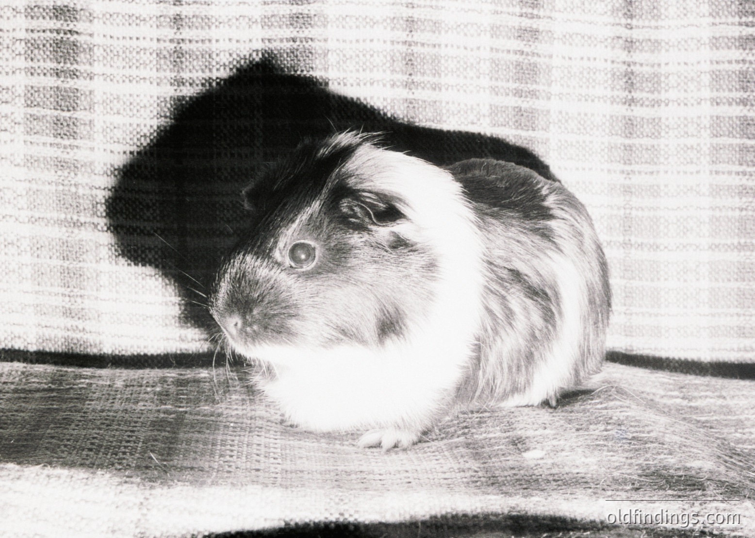 Black-and-white portrait of a guinea pig with distinct white and dark fur markings, resting on a textured surface. Classic monochrome aesthetic evokes vintage photography. Ideal for pet content or nostalgic design references.