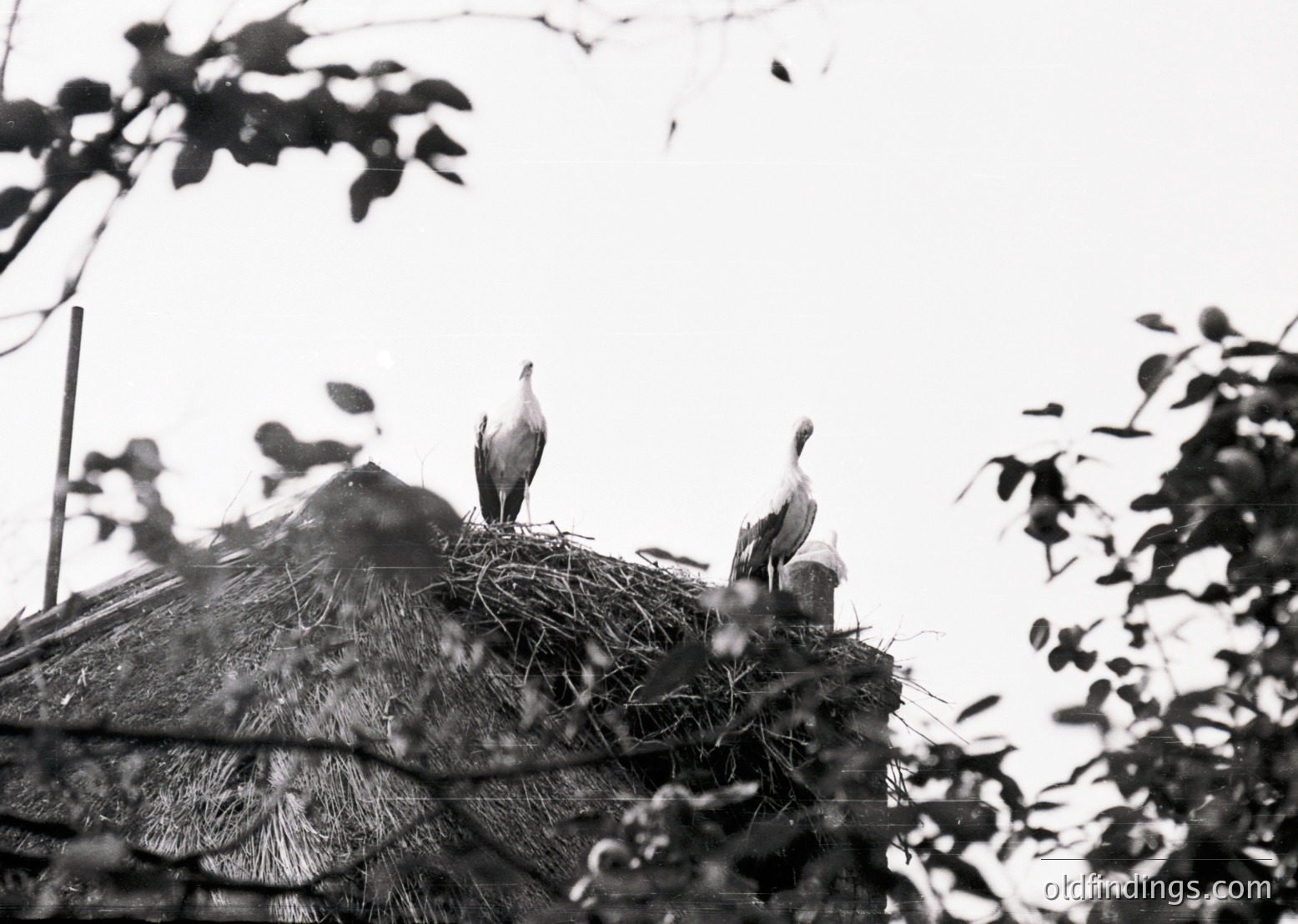 Three storks perch atop a thatched-roof nest, framed by tree branches. Black-and-white monochrome captures natural textures—straw, feathers, bark. Likely rural European setting, possibly or early .