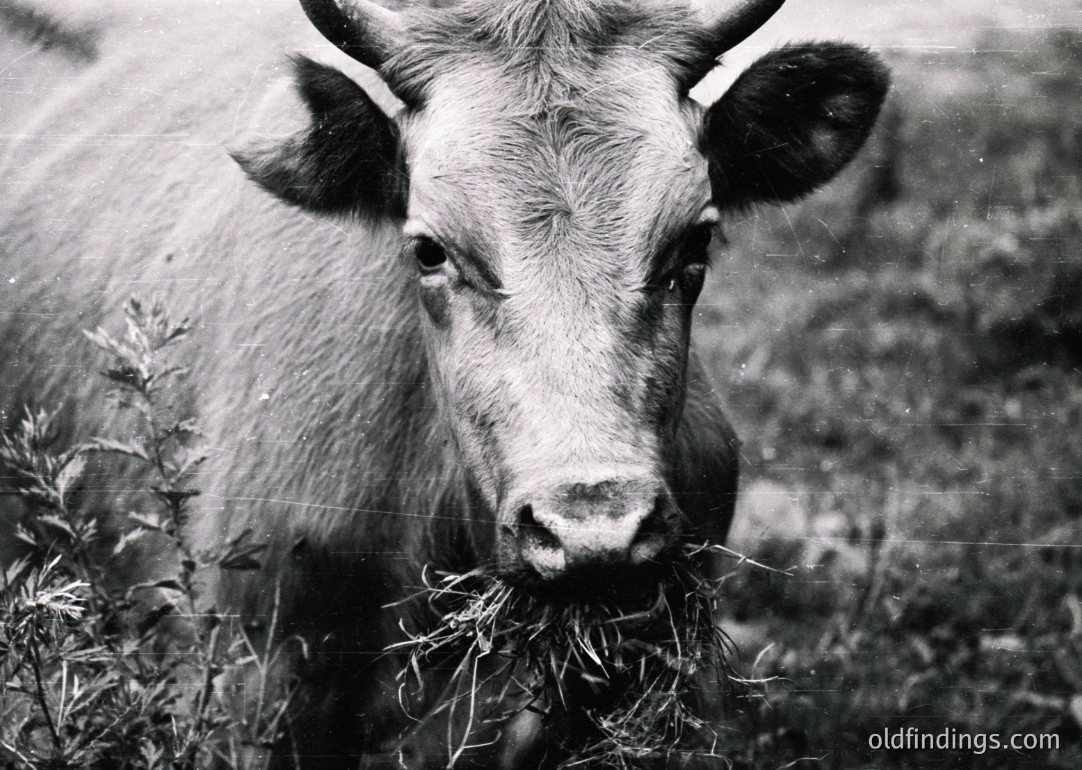Black-and-white portrait of a mature bull grazing in a grassy field, likely mid-20th century. Distinctive curved horns and textured fur highlight its rugged, pastoral presence. Ideal for historical or agricultural research.