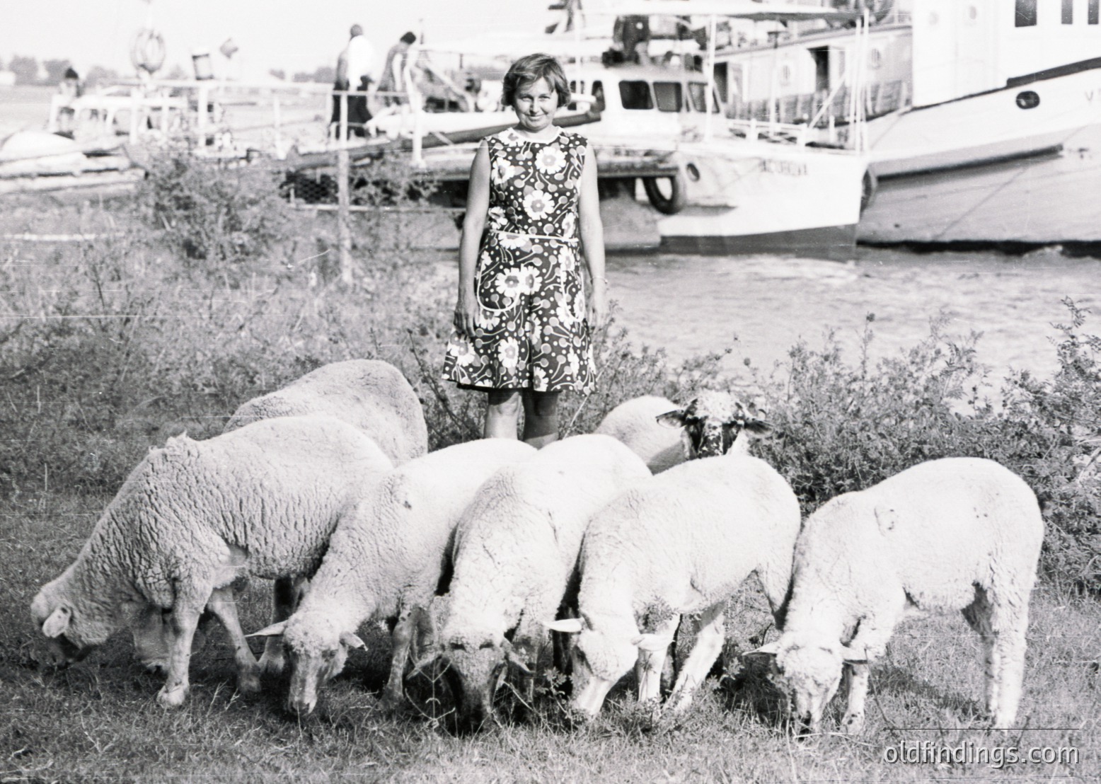 Young girl in a floral dress stands beside a line of grazing sheep in a rural setting, likely mid-20th century. Industrial boats and vehicles in background suggest a coastal or riverside farm.