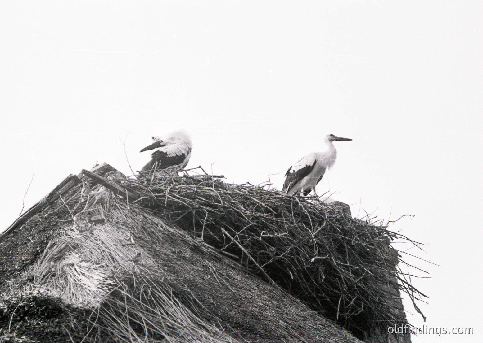 Two storks perch atop a large nest on a thatched roof, showcasing natural nesting behavior. The monochrome composition highlights texture and contrast in the thatch and nest materials. Likely European White Storks (*Ciconia ciconia*), common in Central/Eastern Europe.