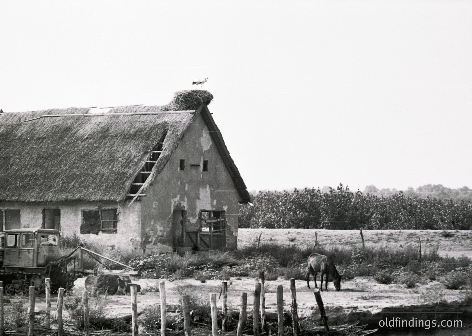 Rustic thatched-roof farmhouse with weathered stone walls, likely mid-20th century. A horse grazes in an open field bordered by wooden posts, while a stork’s nest sits atop the roof. Rustic agricultural setting with vintage cart in foreground.