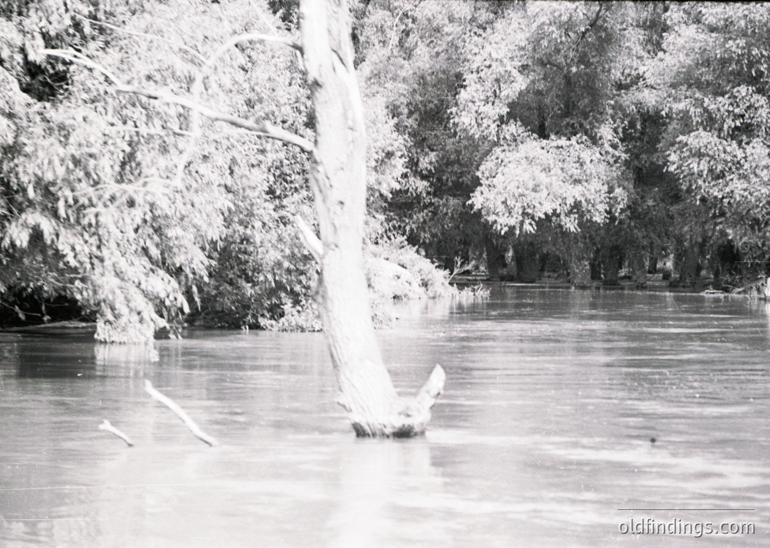 Black-and-white river scene with dense foliage framing both banks. Reflections of trees ripple across calm water, suggesting shallow depth. Likely mid-20th century due to monochrome and composition style.