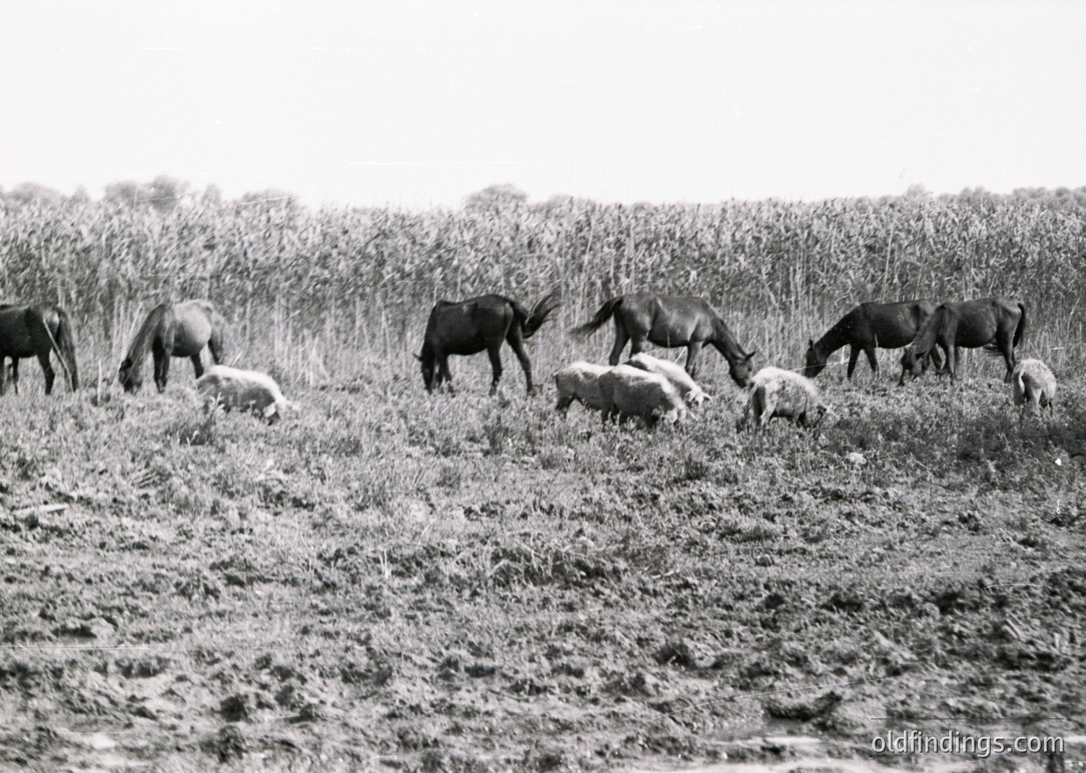 Black-and-white pastoral scene of cattle grazing in a dry, open field with sparse vegetation. Likely mid-20th century agricultural landscape.