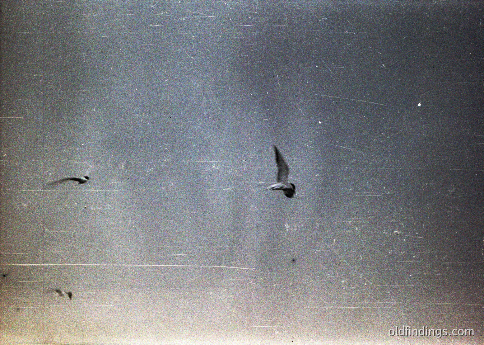 Vintage sepia-toned photo showing two birds in flight against a blurred, textured background—likely early 20th-century glass plate or film. Minimal detail visible, emphasizing motion and grain. Ideal for historical photography or artistic texture references.
