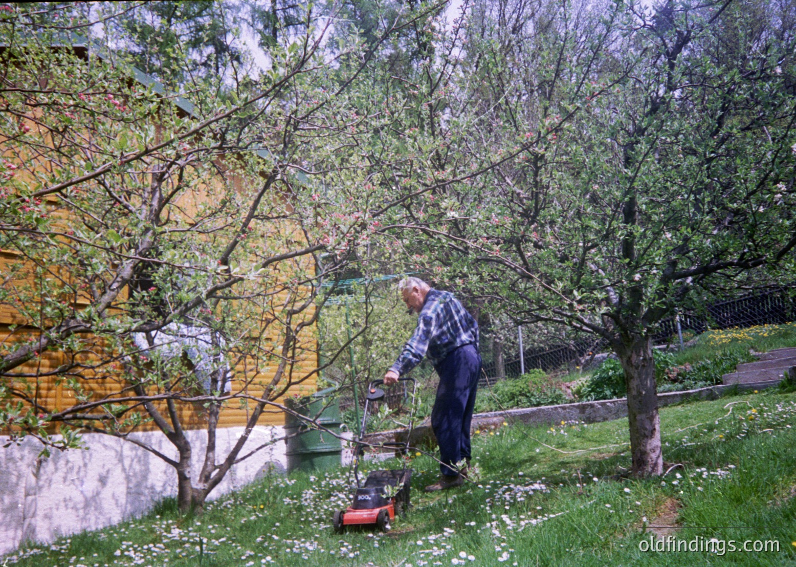 Man in plaid shirt operates vintage red lawnmower in lush garden, surrounded by pruned fruit trees and yellow-painted stone wall. Likely rural European setting, mid-20th century.