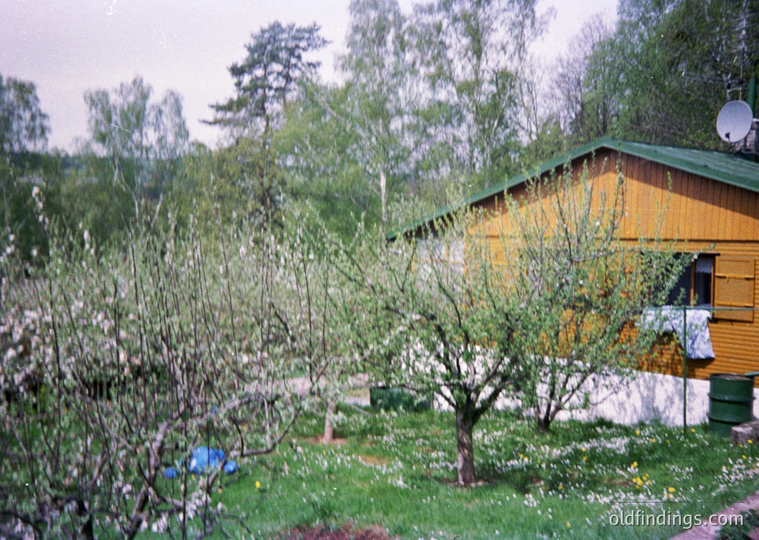 Vintage yellow wooden cabin nestled in a lush garden with blooming cherry trees in full bloom. Overcast sky enhances soft, diffused lighting. Satellite dish atop roof suggests rural yet connected setting.