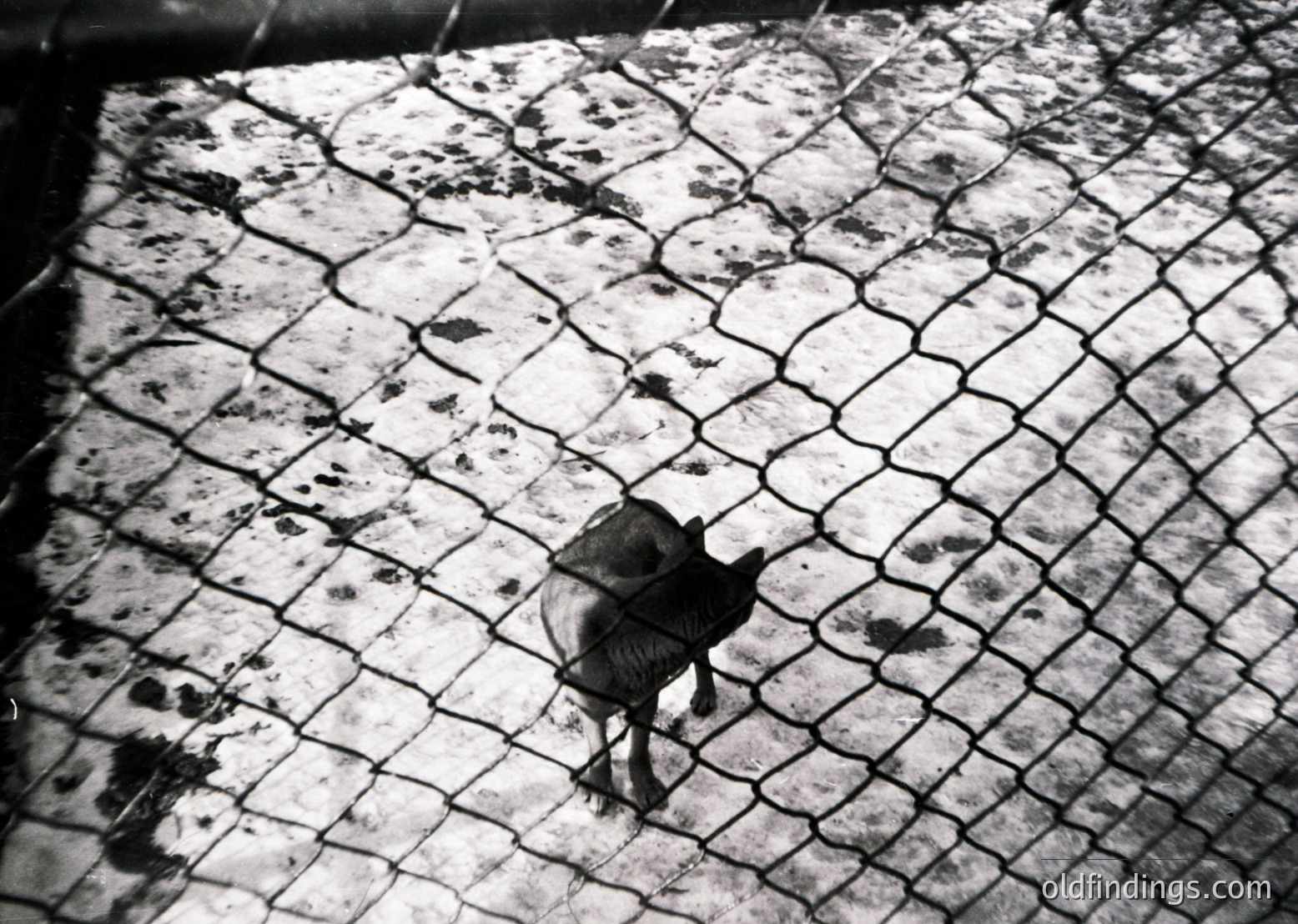 Child in motion on patterned pavement, captured from low angle. Geometric cobblestone surface with irregular stains. Mid-20th century urban street scene, likely post-war European.
