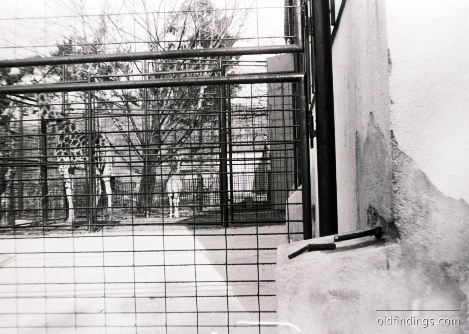 Black-and-white shot of a barred balcony overlooking a courtyard. Concrete walls and metal railings dominate the scene, suggesting institutional architecture. Trees and indistinct figures in the background hint at an outdoor communal space. Likely mid-20th century, possibly a hospital or dormitory.