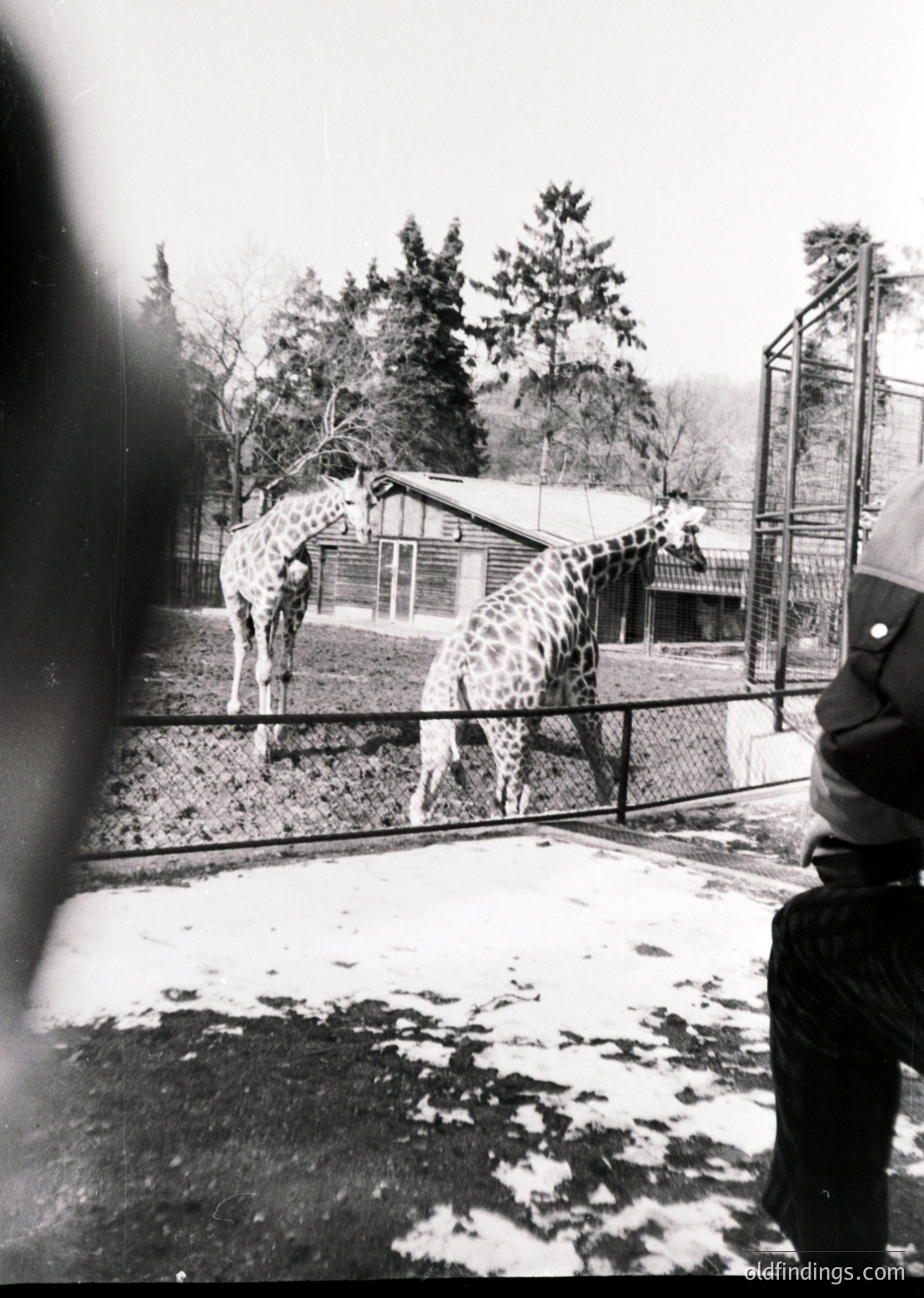 Mid-20th century zoo scene: two giraffes in an enclosed area with wooden structures and metal fencing. Snow covers the ground, indicating winter. Visitor’s blurred face suggests mid-1900s photography.