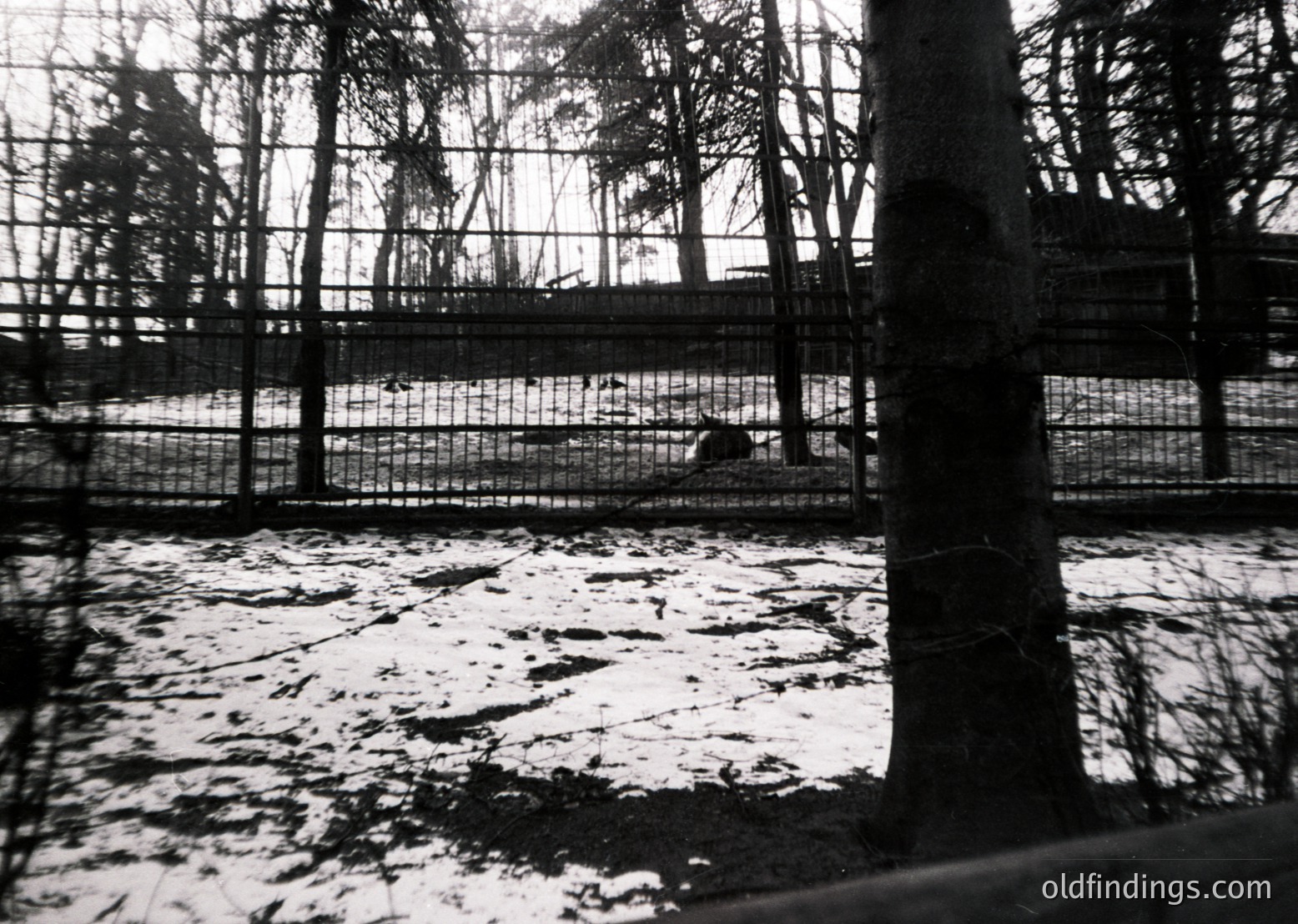 Black-and-white photo of a caged enclosure with a single animal (likely a dog) in the background. Fenced perimeter with vertical bars and a concrete floor. Snow patches on ground suggest cold weather. Dense tree line frames the scene, indicating an outdoor setting. Mid-20th century architectural style.
