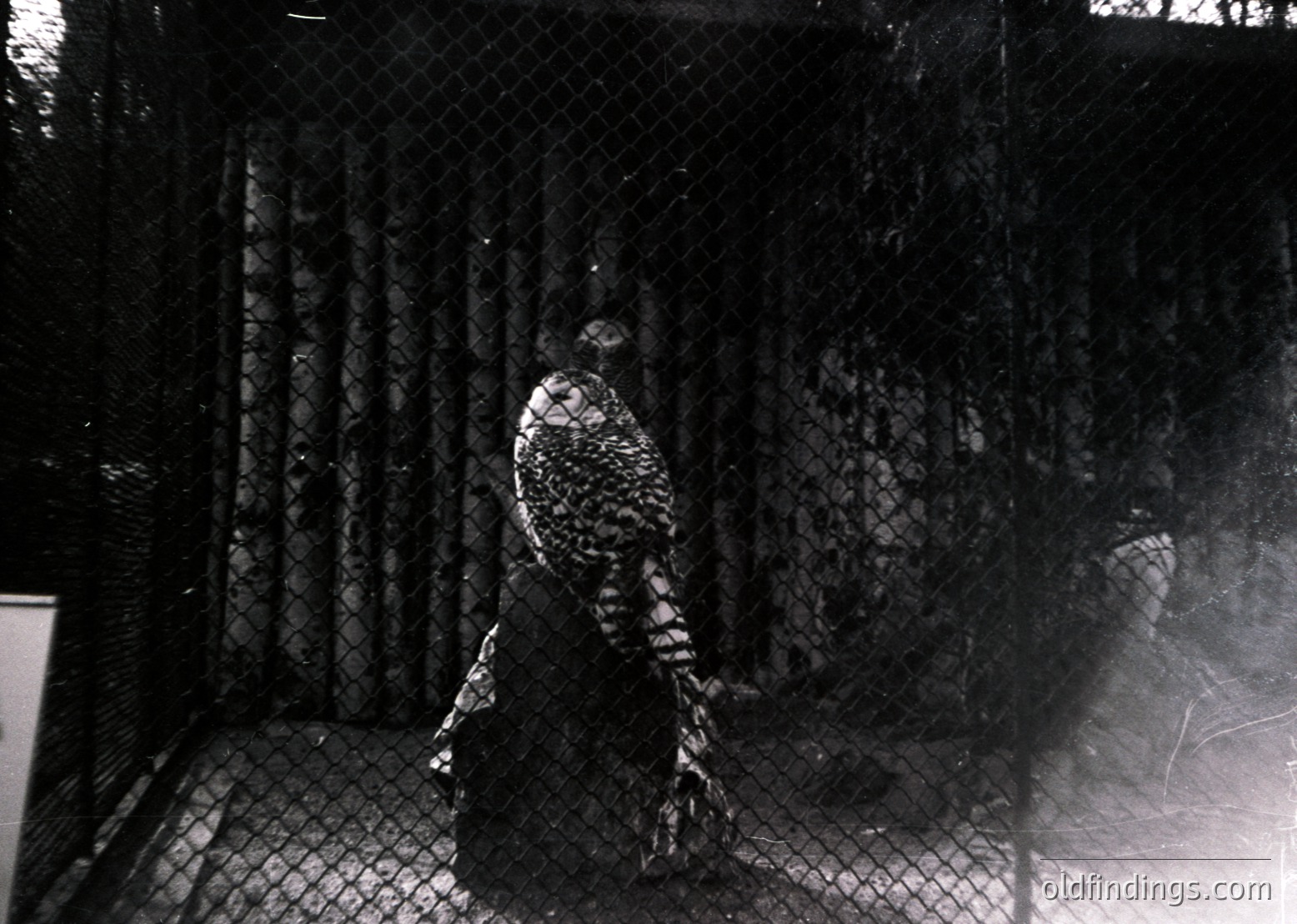 Black-and-white photo of a horse confined in a chain-link stall, mid-gait. Industrial barn setting with vertical mesh walls. Likely mid-20th century agricultural context.