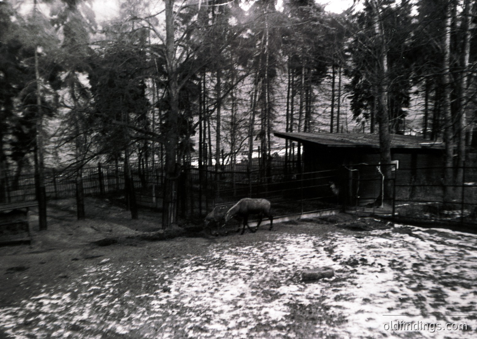 Black-and-white winter scene featuring a horse-drawn carriage parked under a covered shelter in a snowy forest clearing. Dense pine trees frame the area, with light snow dusting branches and ground. Likely Eastern European rural setting, mid-20th century.