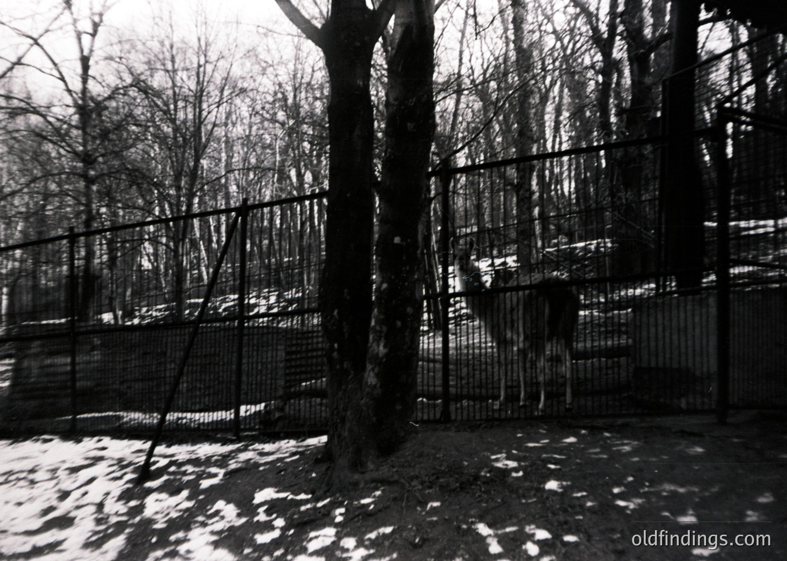 Black-and-white shot of a fenced enclosure with sparse winter snow, bare trees, and metal mesh barriers. Likely a zoo or animal sanctuary setting, mid-20th century.