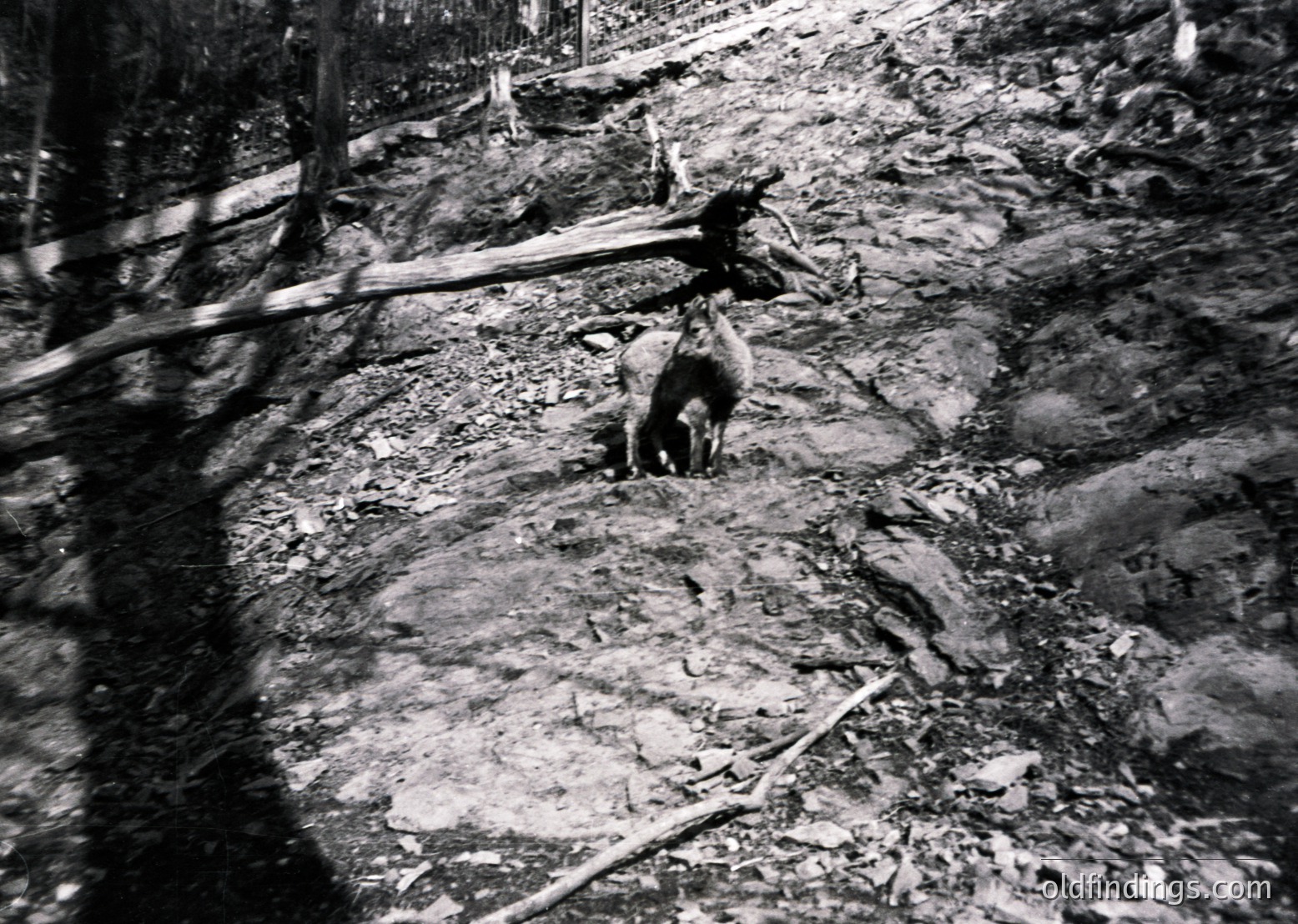 A person in traditional alpine attire guides a cow down a rocky, forested path, likely using a wooden pole. The scene captures rural mountain life, possibly in the European Alps or similar terrain. The black-and-white composition suggests a mid-20th-century timeframe ().