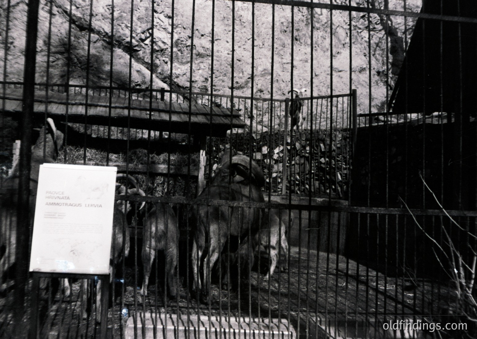 Black-and-white zoo enclosure featuring two bears in a rusted metal cage, likely in the 1950s–1970s. Signage in Latin script identifies them as "Ursus horribilis" (likely a mislabel for brown bears). Stone walls and barbed wire add to the vintage aesthetic.