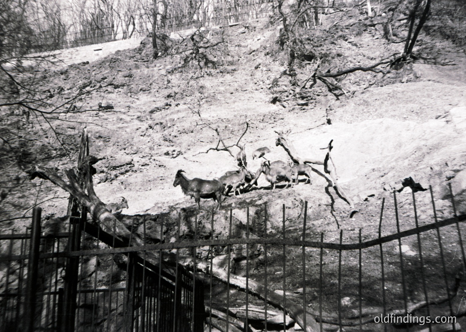 Black-and-white photo of a fenced enclosure with three deer standing on uneven terrain amid fallen trees and branches. Likely a wildlife reserve or zoo setting, 20th century.