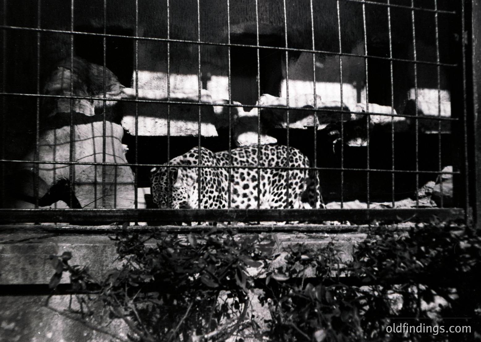Leopard in confined metal enclosure, likely a zoo or wildlife exhibit. Dark, high-contrast black-and-white composition highlights the animal’s spotted fur and barred background. Rustic, weathered metal bars suggest mid-20th-century construction. Potential historical or documentary context.