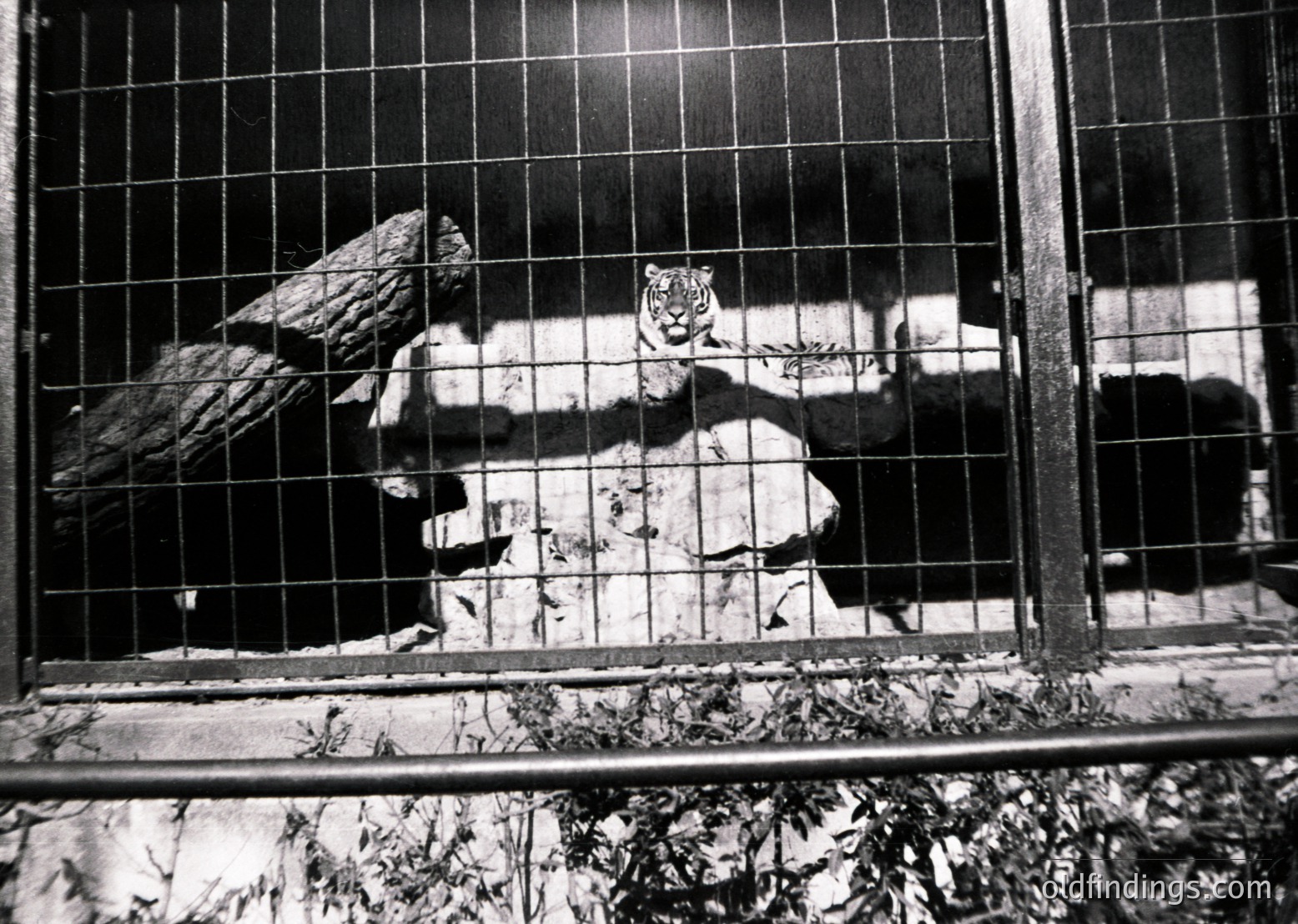 A black-and-white photograph of a tiger in a confined enclosure, likely a zoo or circus cage. The tiger sits on a rock within a metal-barred cage, framed by a grid of vertical and horizontal bars. The enclosure’s floor appears littered with debris. The lighting suggests an indoor or shaded outdoor setting, with shadows emphasizing the cage’s structure.