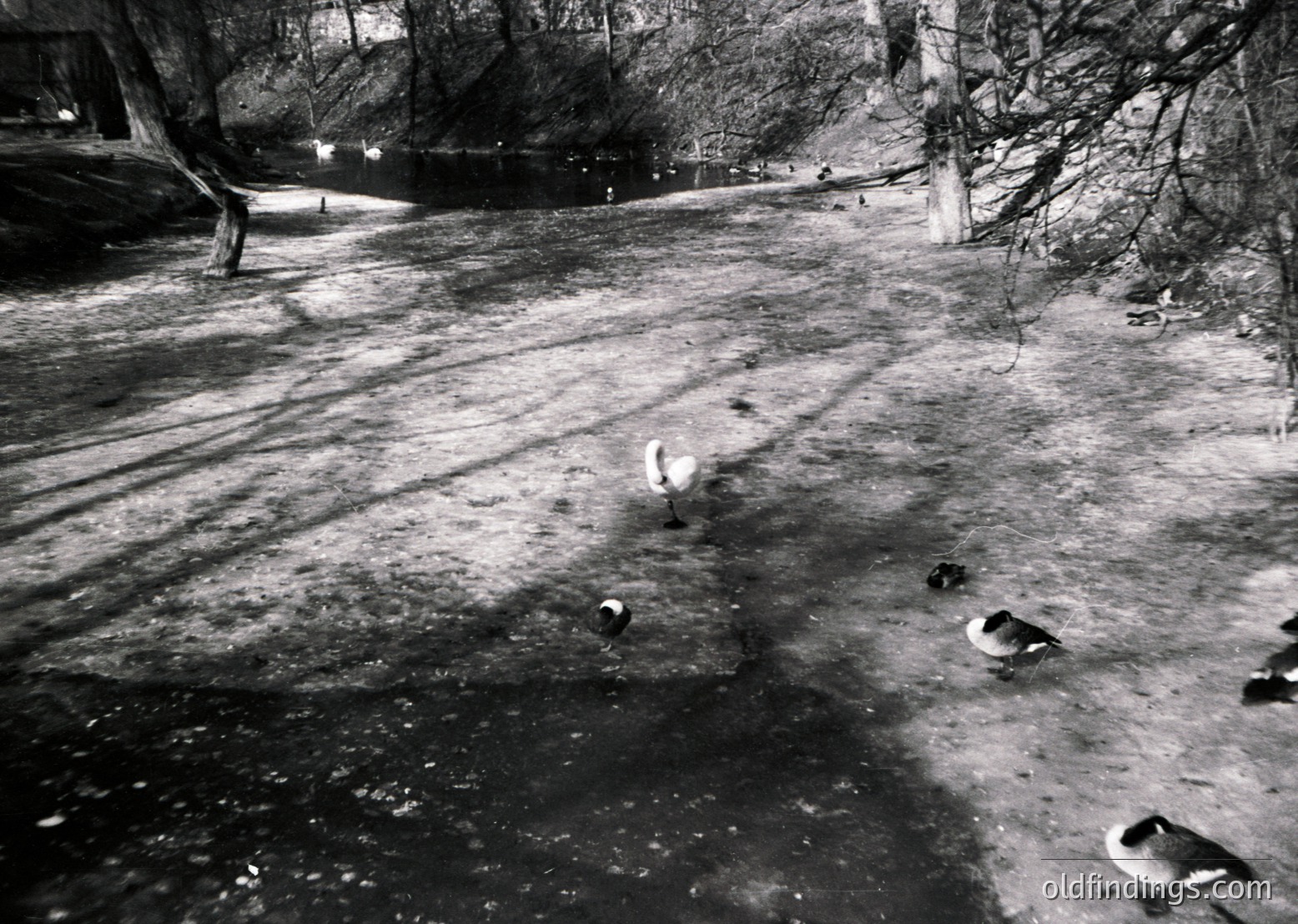 Black-and-white urban scene featuring a frozen canal with a lone duck walking on thin ice. Bare trees and leafless branches frame the composition, suggesting late autumn/winter. Partial brick buildings and a bridge arch in background.
