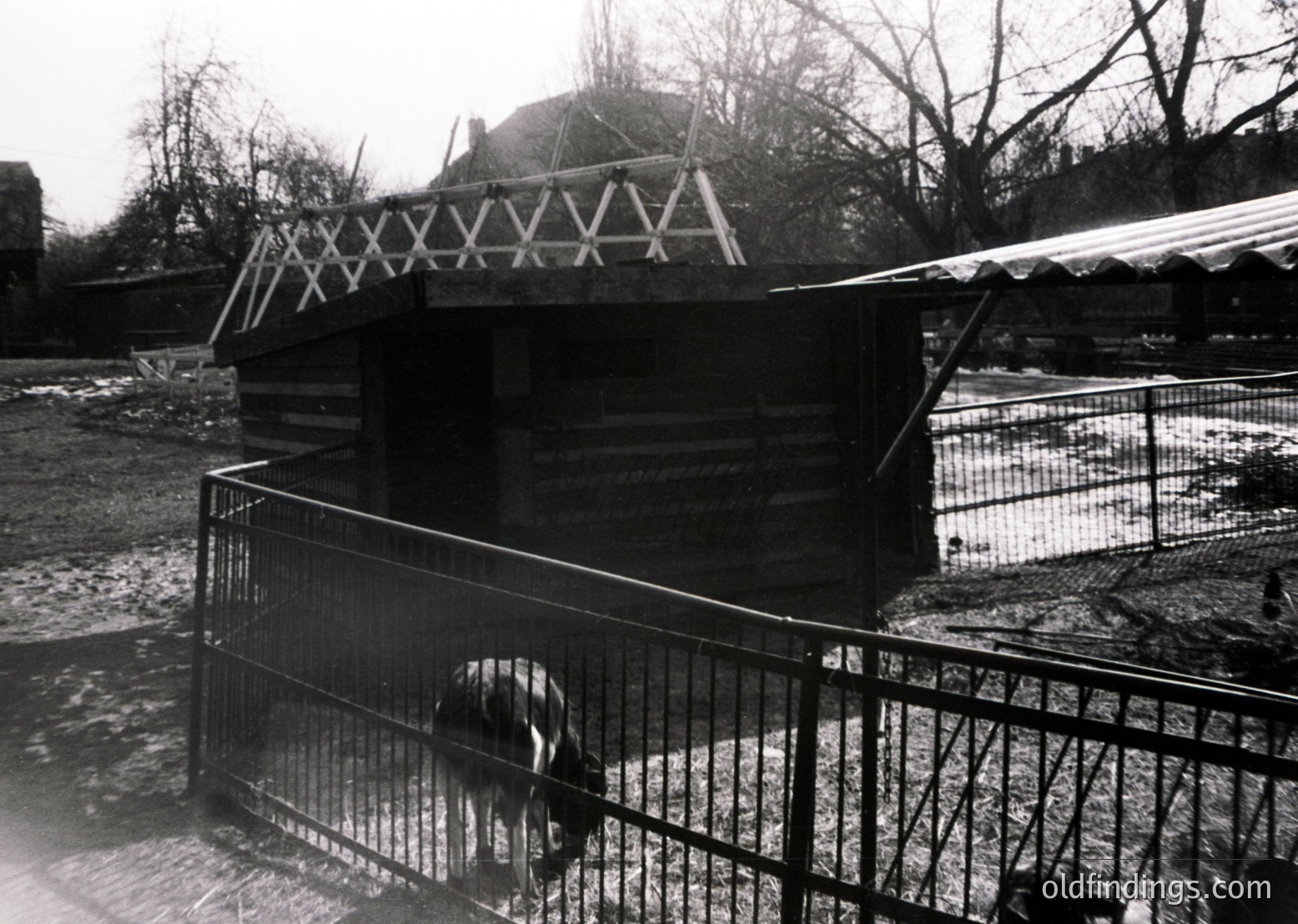 A black-and-white photograph of a small, rustic animal shelter with a triangular metal roof and wooden walls, enclosed by a chain-link fence. A dog stands near the entrance, likely in a 20th-century urban or suburban setting.