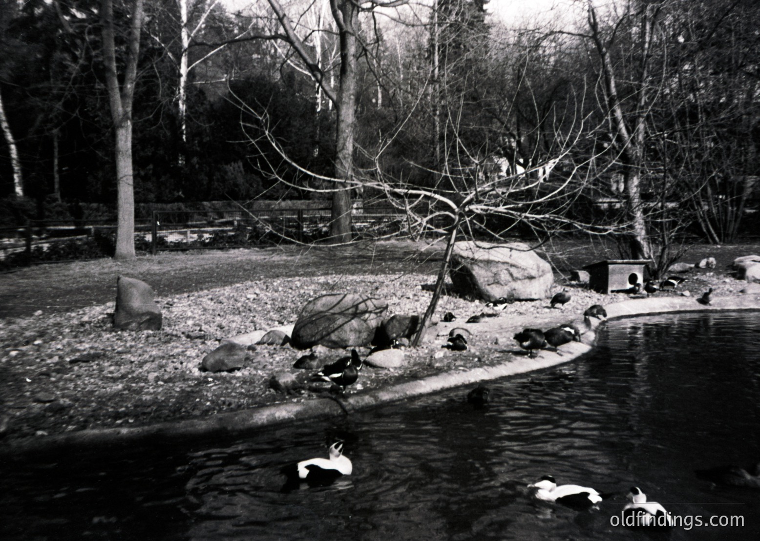 Black-and-white pond scene featuring ducks swimming and resting on rocks. Leafless trees and gravel path suggest late autumn/winter. Minimalist composition evokes serene, natural landscapes. Ideal for vintage-inspired design or historical research on wildlife behavior.