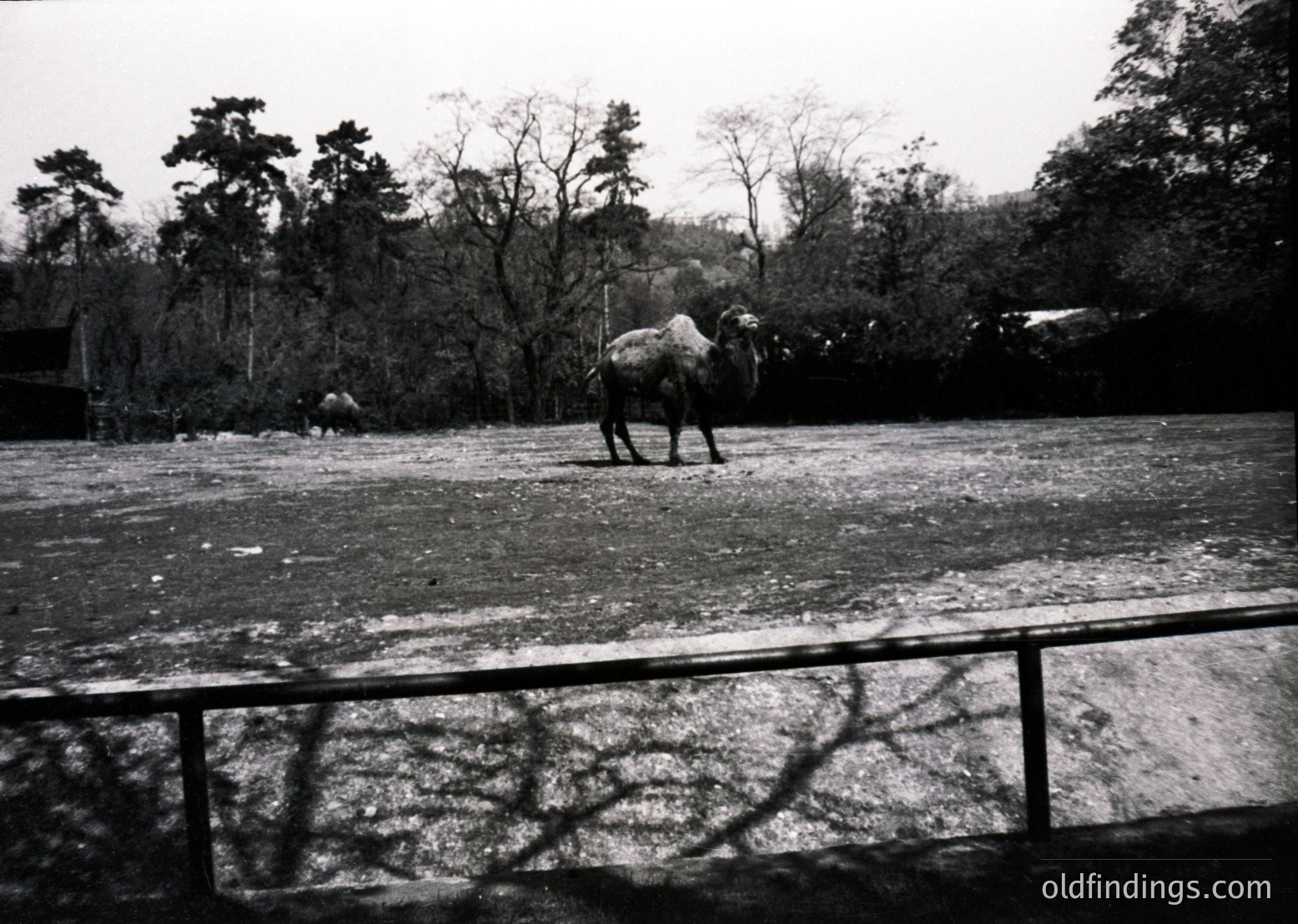 Two elephants in an enclosed, snow-covered area, likely a zoo or sanctuary. The foreground shows a metal fence with shadowed bars. Dense forest and rolling hills in the background. Black-and-white, mid-20th century (1950s-1960s) style.